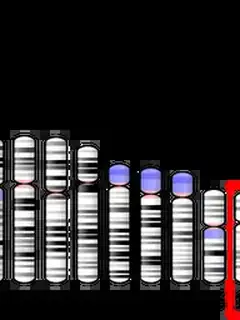 Glucagon receptor
