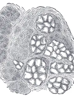 Gland