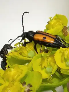 Minibeast