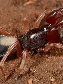 Palpimanidae