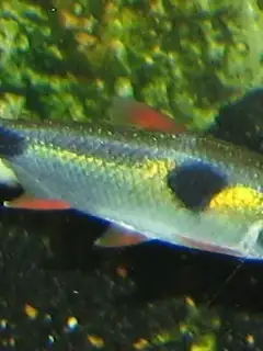 Bucktooth tetra
