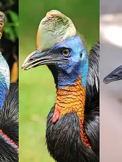 Cassowary