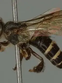 Apis andreniformis