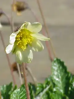 Dryas