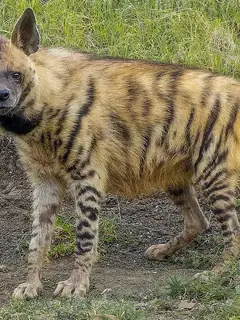 Striped hyena