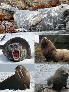Pinniped