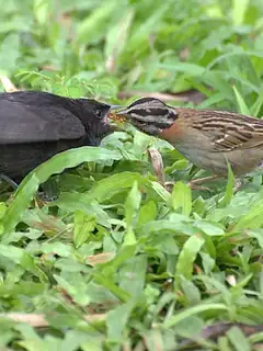 Parasitisme de couvée