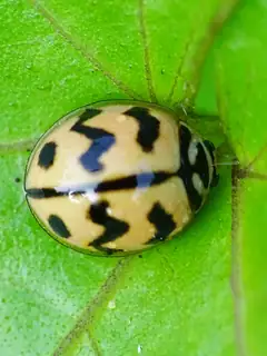 Cheilomenes sexmaculata