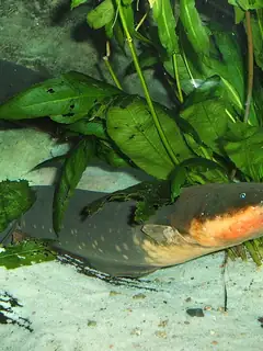 Electric eel