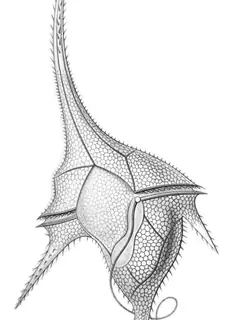 Dinoflagellate