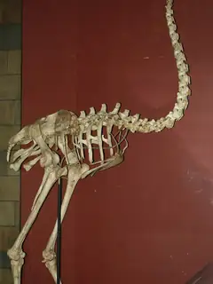 Moa
