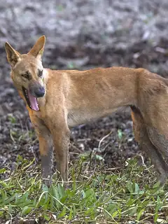 Dingo