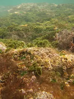 Algae