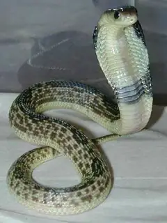 Javan spitting cobra