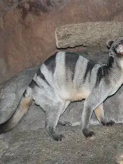 Banded palm civet