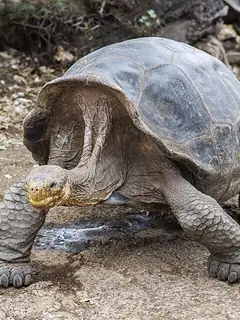 Hood Island giant tortoise