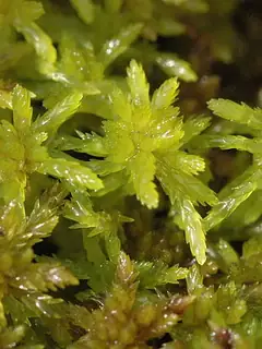 Sphagnum