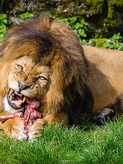 Carnivore