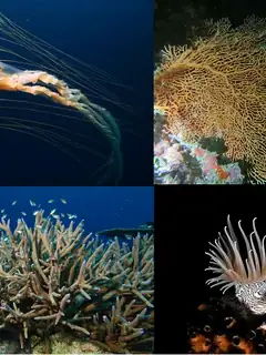 Cnidaria