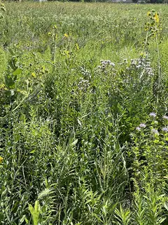 Prairie