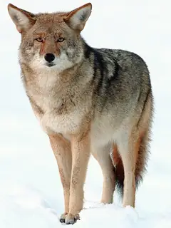 Coyote