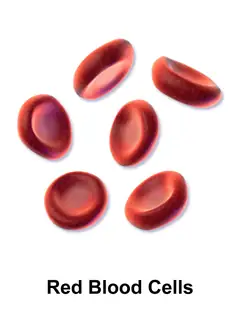 Red blood cell