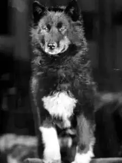 Balto