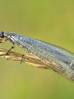 Myrmeleon formicarius