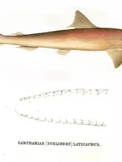 Spadenose shark