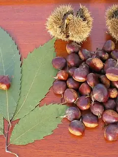 American chestnut