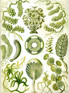 Chlorophyta