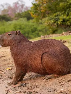 Capybara