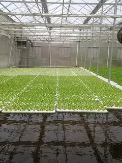 Deep water culture