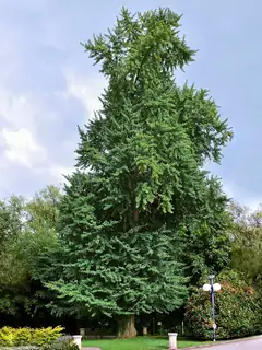 Ginkgo biloba