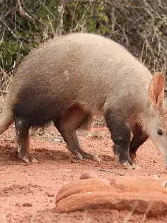 Aardvark