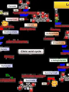 Citric acid cycle