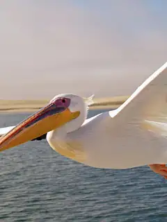 Pelican