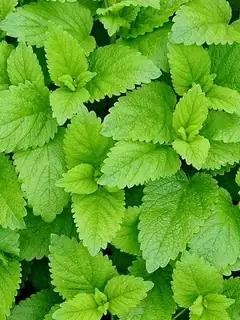 Chlorophyll