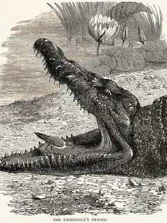 Trochilus