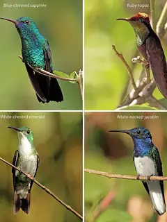 Hummingbird