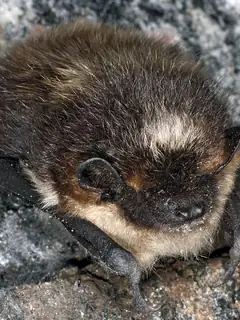 Hibernation