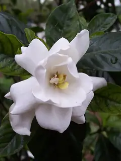 Gardenia
