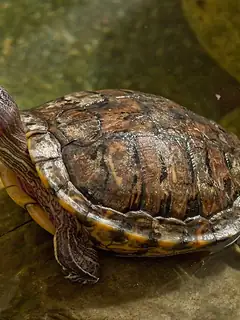 Red-eared slider