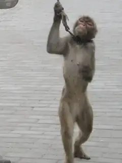 Animal rights