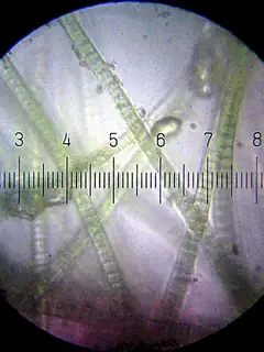 Biological carbon fixation