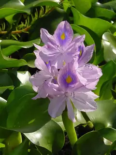 Pontederia crassipes