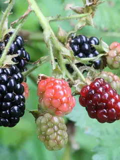 Blackberry