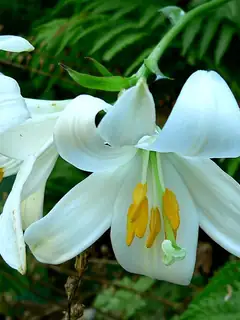 Lilium