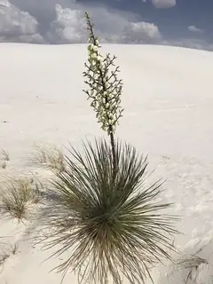 Yucca