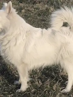 Spitz